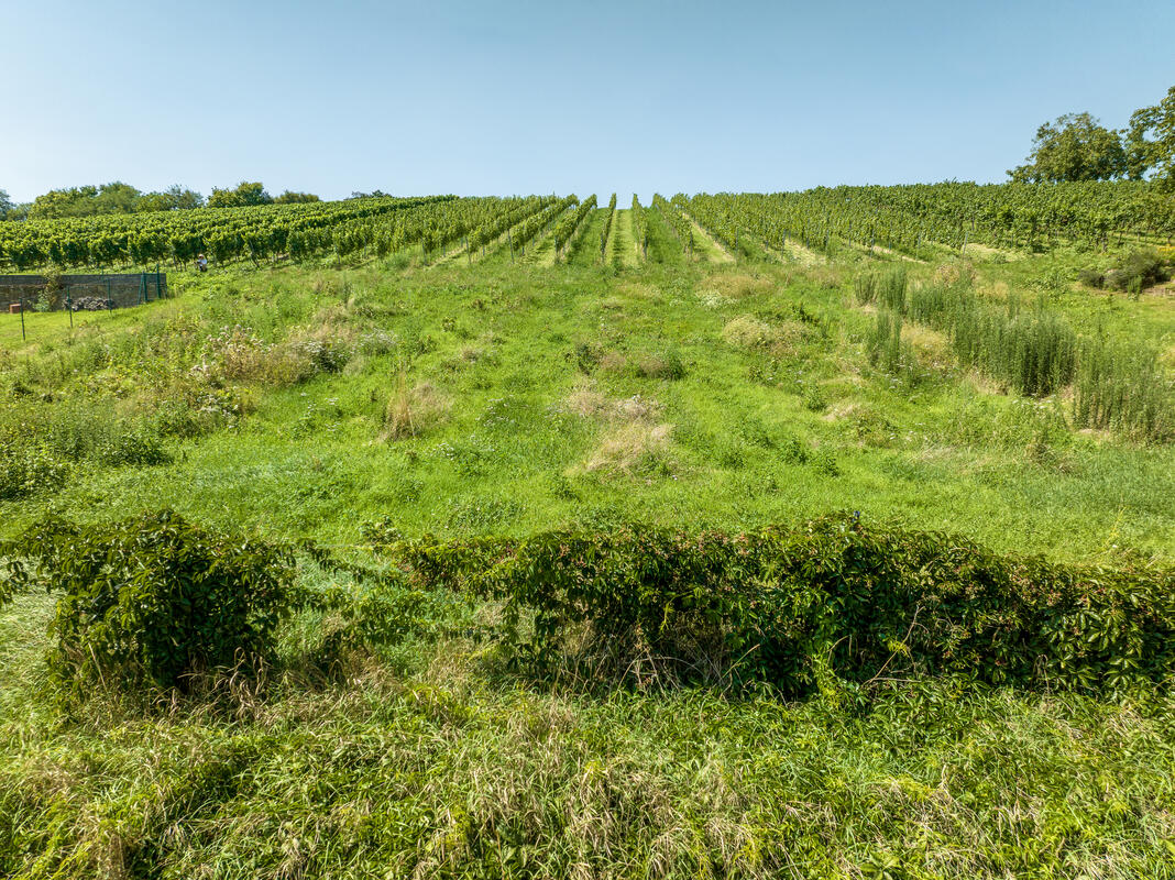 Blick vom Grundstück über die Weinberge Richtung Süd-Westen
